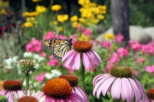 Purple Coneflower Monarch Butterfly