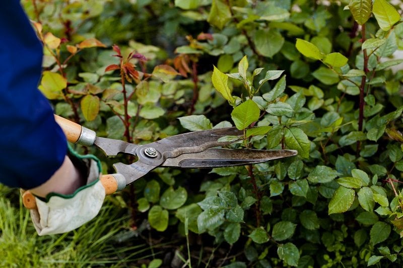 Pruning a garden with clippers