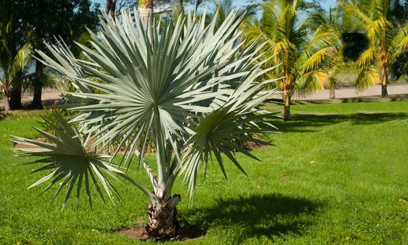 Dwarf Palmetto Palm Tree