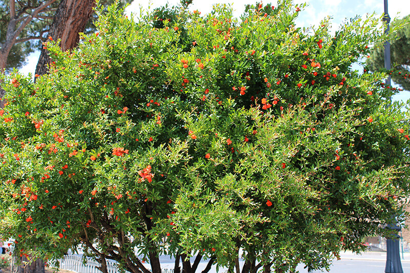 Pomegranate-Tree