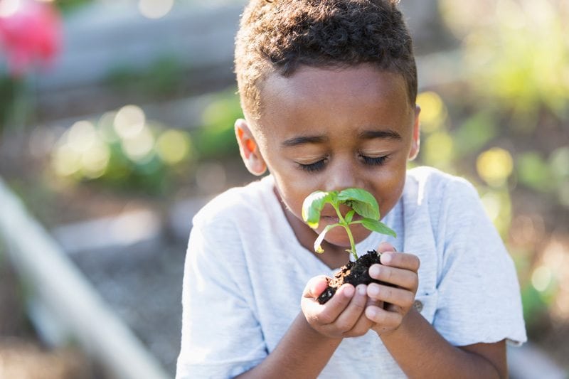 Child Holding and Smelling a Small Plant