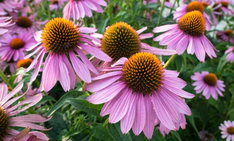 Native Plants for New Jersey Landscapes - Going Native