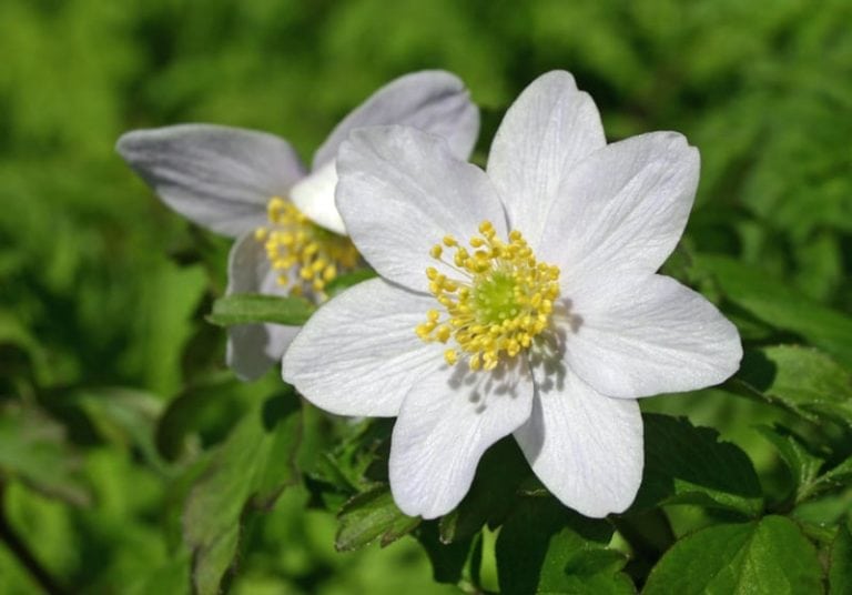 Native Plants for New Jersey Landscapes Going Native