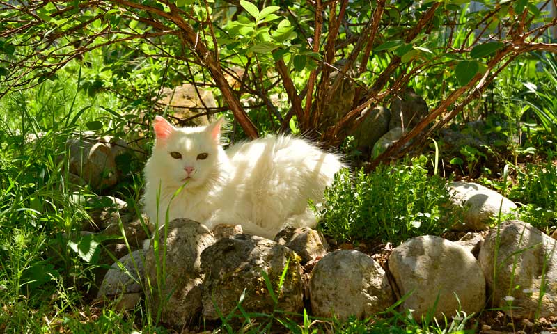 Cat-in-Garden