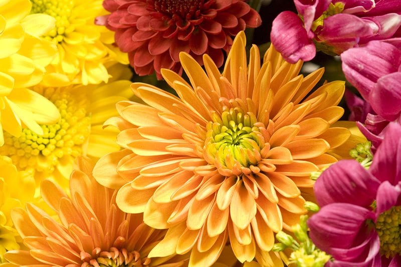 Colorful Chrysanthemums Closeup