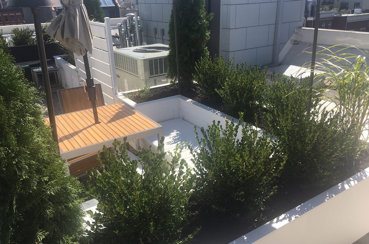 Rooftop Terrace Plantings
