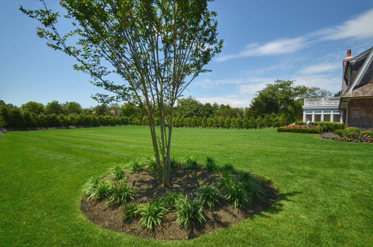 Beautiful Lawn