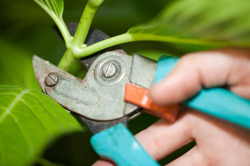 Closeup of someone pruning a plant
