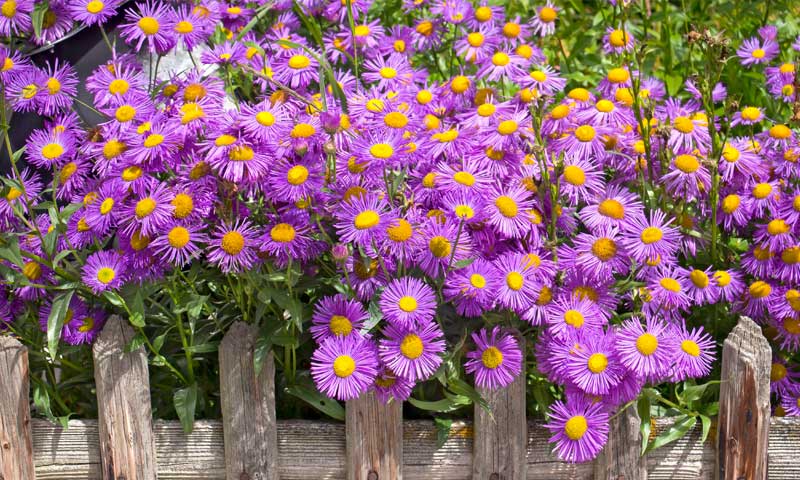 Many vibrant asters growing next to a weathered fence