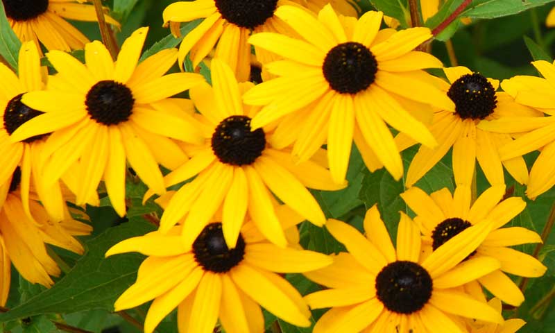 A group of black-eyed Susans flourishing in a New Jersey garden