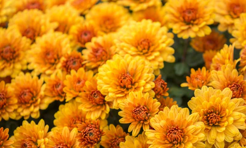Many orange chrysanthemums are growing together