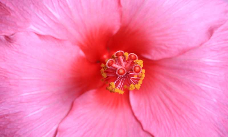 Close-up of a pink hibiscus with a red center