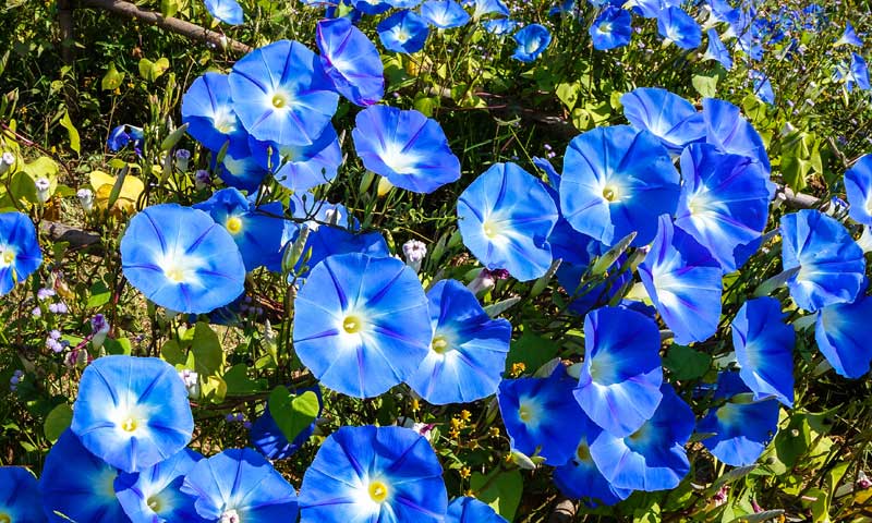 A grouping of vibrant blue morning glories growing in a garden