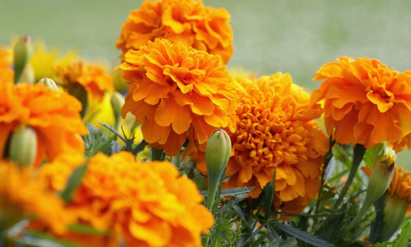 A group of orange marigolds growing in a garden