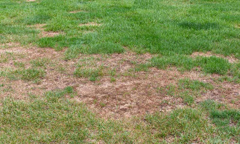 A lawn damaged by grubs and other insect pests