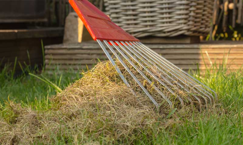 Removing thatch buildup from a lawn with a rake