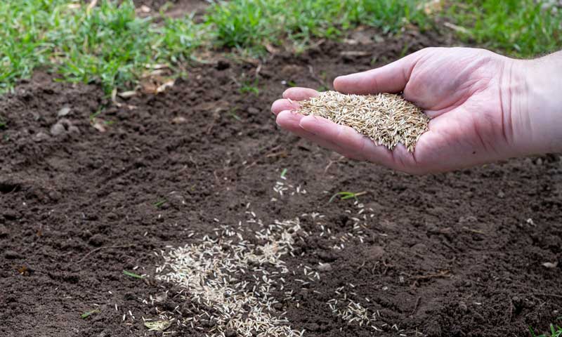 Closeup of a person hand reseeding a bare spot on the lawn