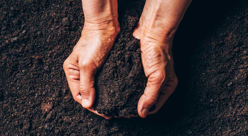 A man’s hands filled with dark rich soil