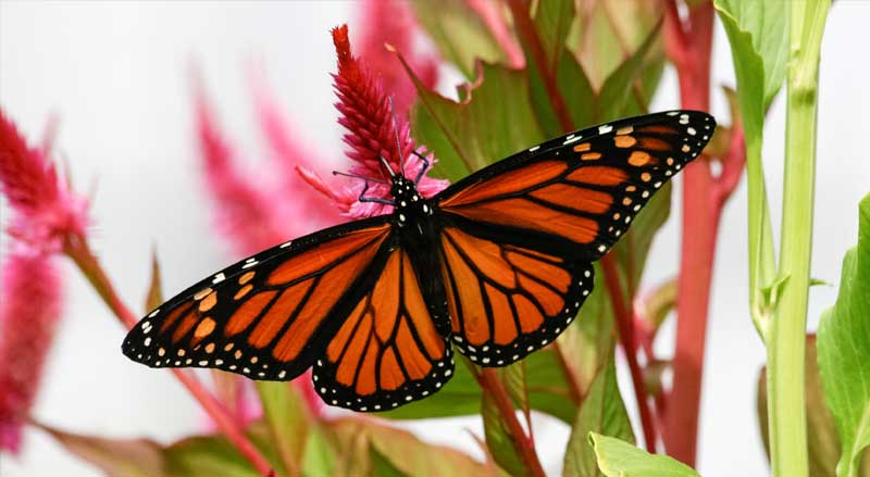 A Monarch butterfly in New Jersey