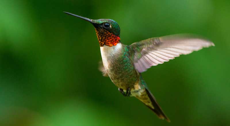 This male Ruby-Throated Hummingbird thrives in New Jersey