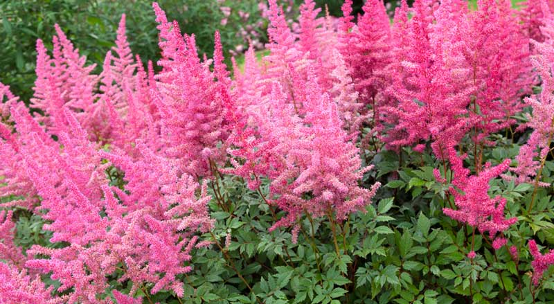 Pink astilbes add lots of color to the garden
