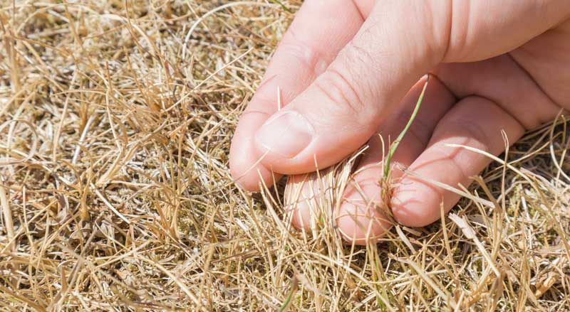 A person’s hand checking dried out, brown grass