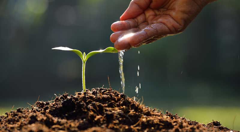 A seedling being given water by hand