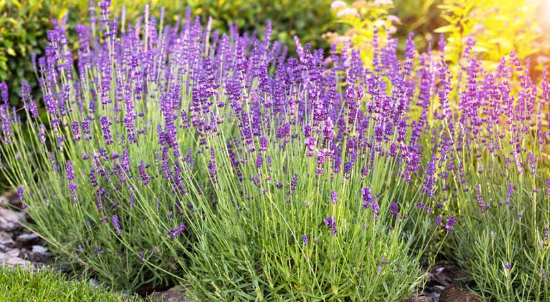 Lavender flowers growing in a garden