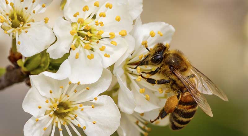 A honeybee on a white flower