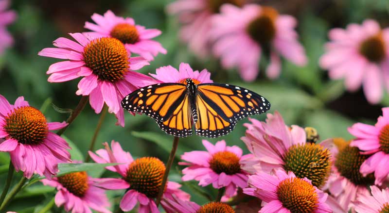 A Monarch butterfly poised on a pink flower