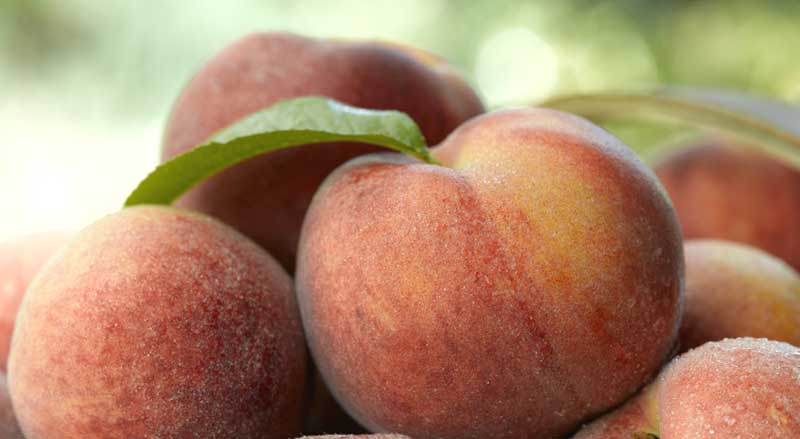 Closeup of a pile of freshly picked peaches