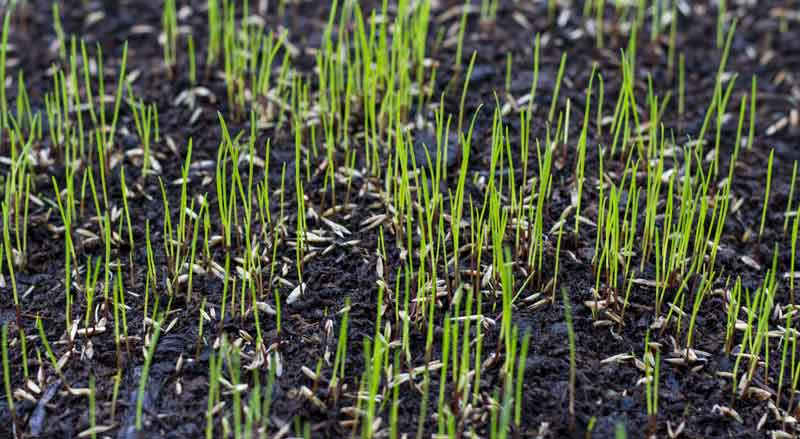 Grass seedlings sprouting from the ground
