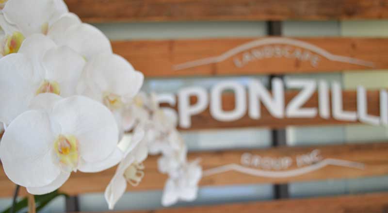 Sponzilli Office Sign with Orchids