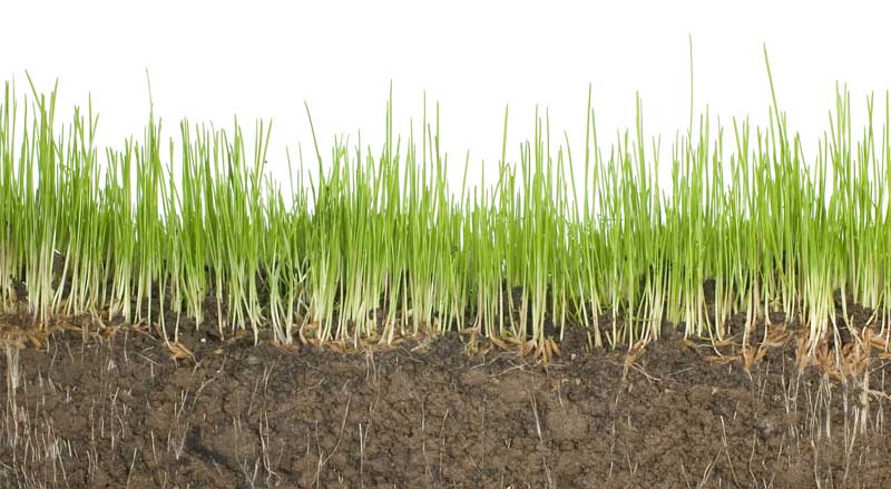 Side view of grass with roots showing in dirt