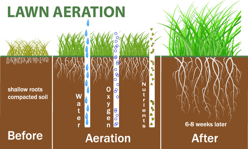 Benefits of lawn aeration before and 6-8 weeks after aeration