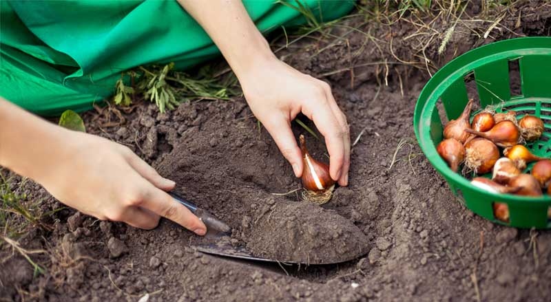 A woman’s hands planting bulb in the dirt