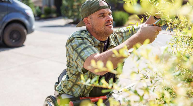 A man in a wheelchair trimming shrubs