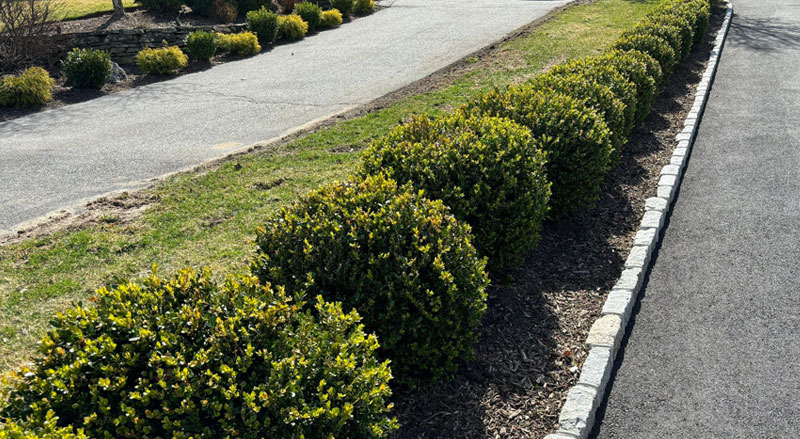 Neatly trimmed boxwood shrubs along a driveway, prepared for seasonal landscaping care