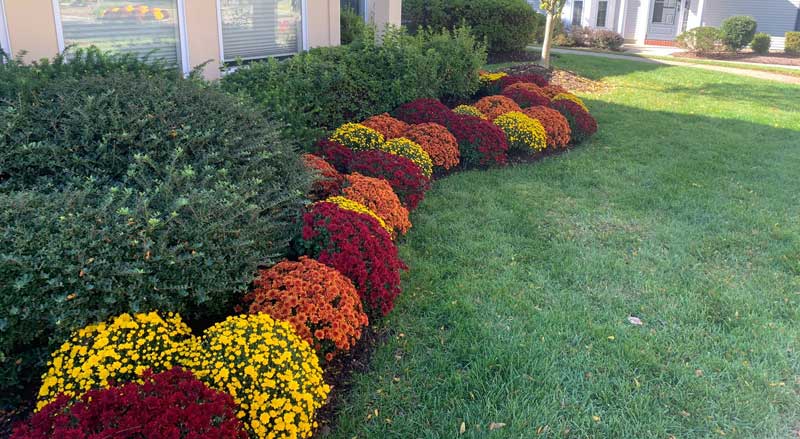 Brightly colored fall mums planted in curved rows along a front yard, adding vibrant autumn color to the landscape