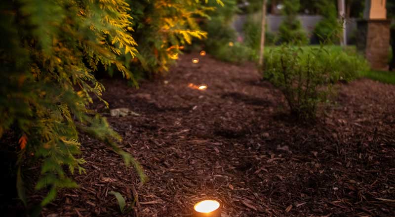 Garden bed with fresh mulch and healthy soil along evergreens and shrubs
