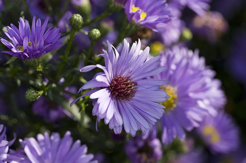 New York Asters