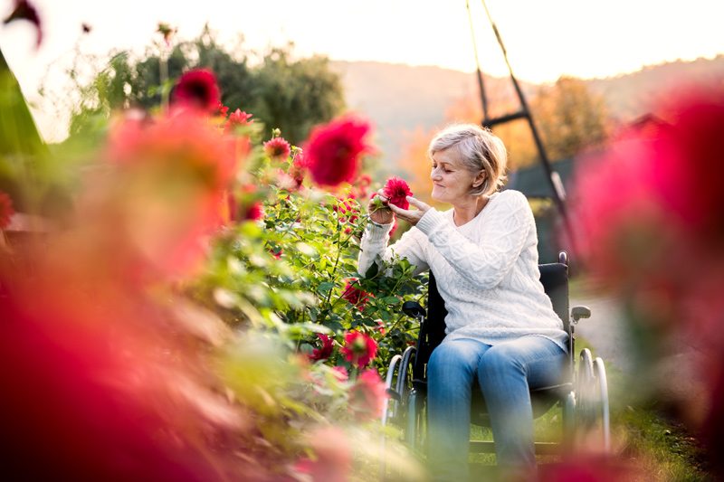 Woman in Wheelchair in a Garden Touching a Flower