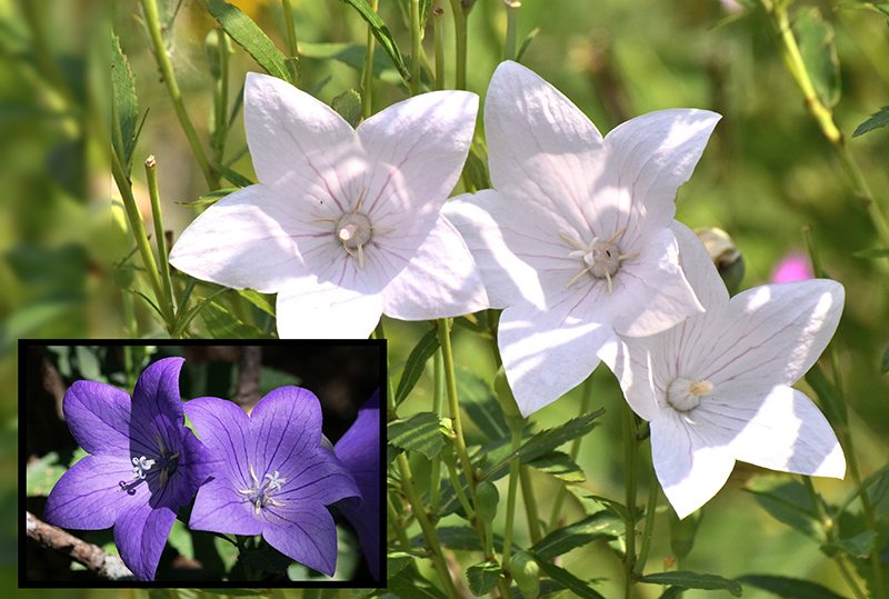 White Balloon Flowers and Japanese Bell Flower