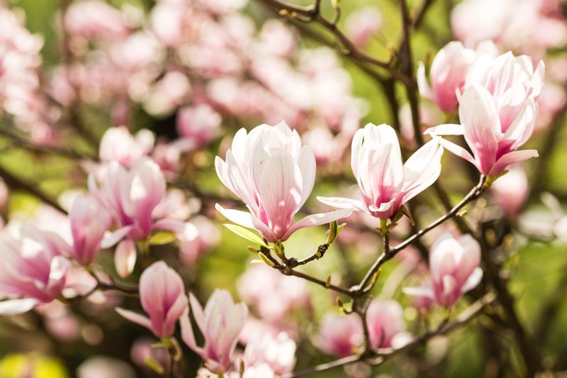 Magnolia Tree Blossoms