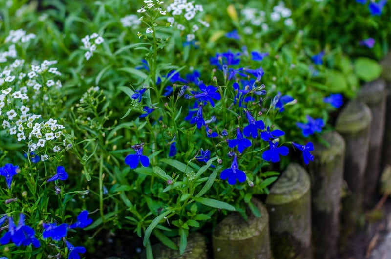 Blue Lobelia Flowers