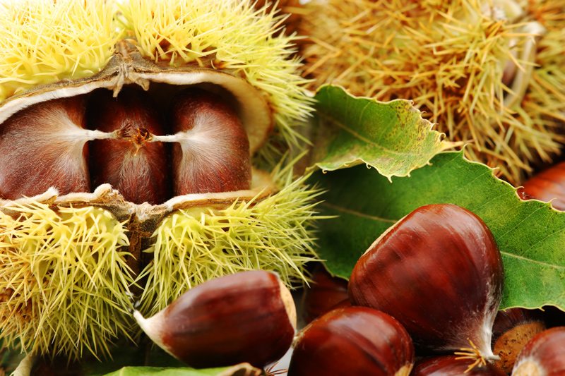 Chestnuts and Hulled Chestnuts
