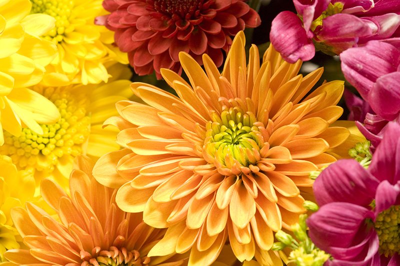 Chrysanthemums in Autumn