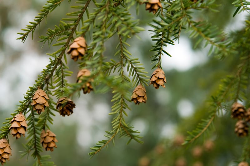 Eastern Hemlock Branch with Cones