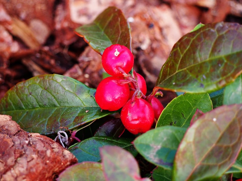 Eastern Teaberry Leaves and Berries