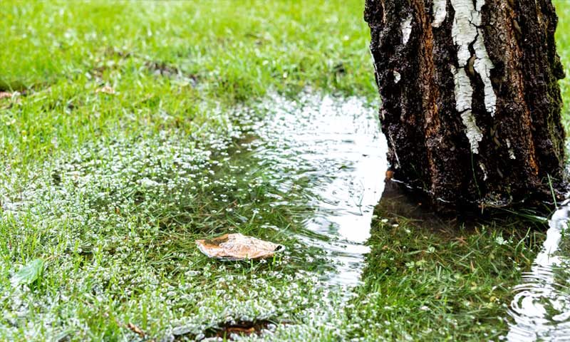 Tree in standing water due to drainage problem
